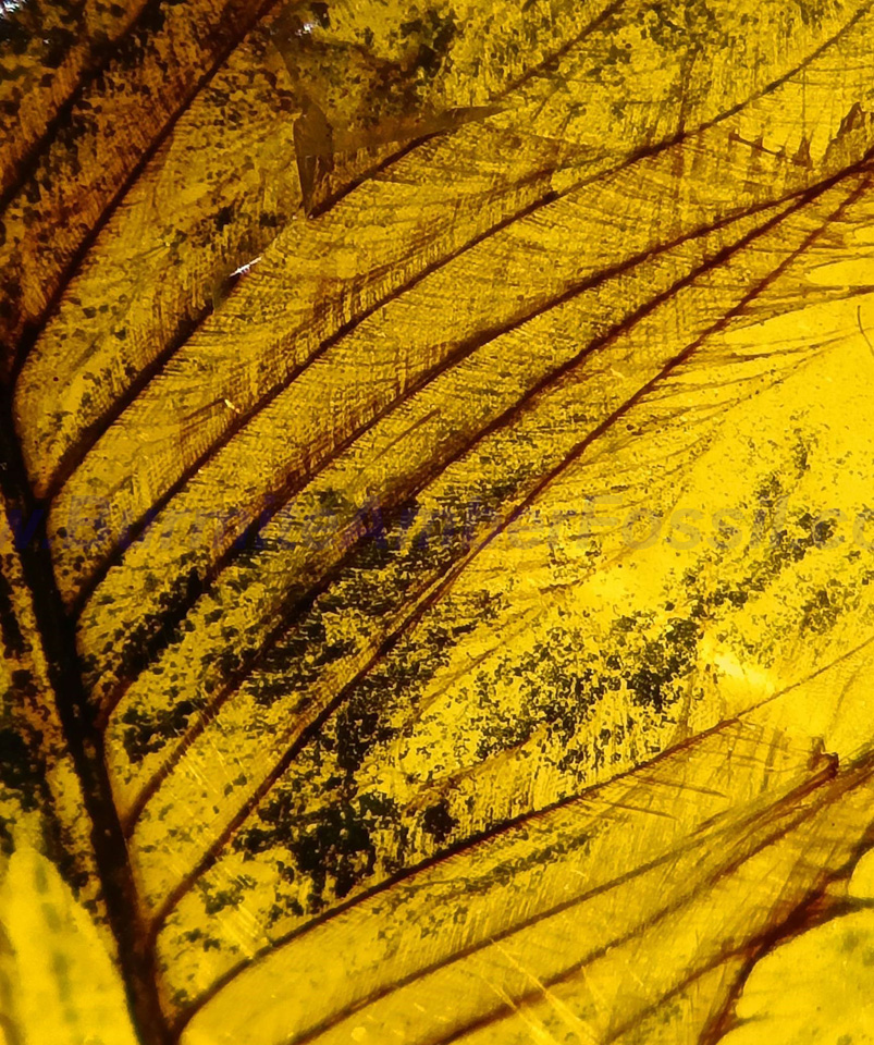 a5_sc