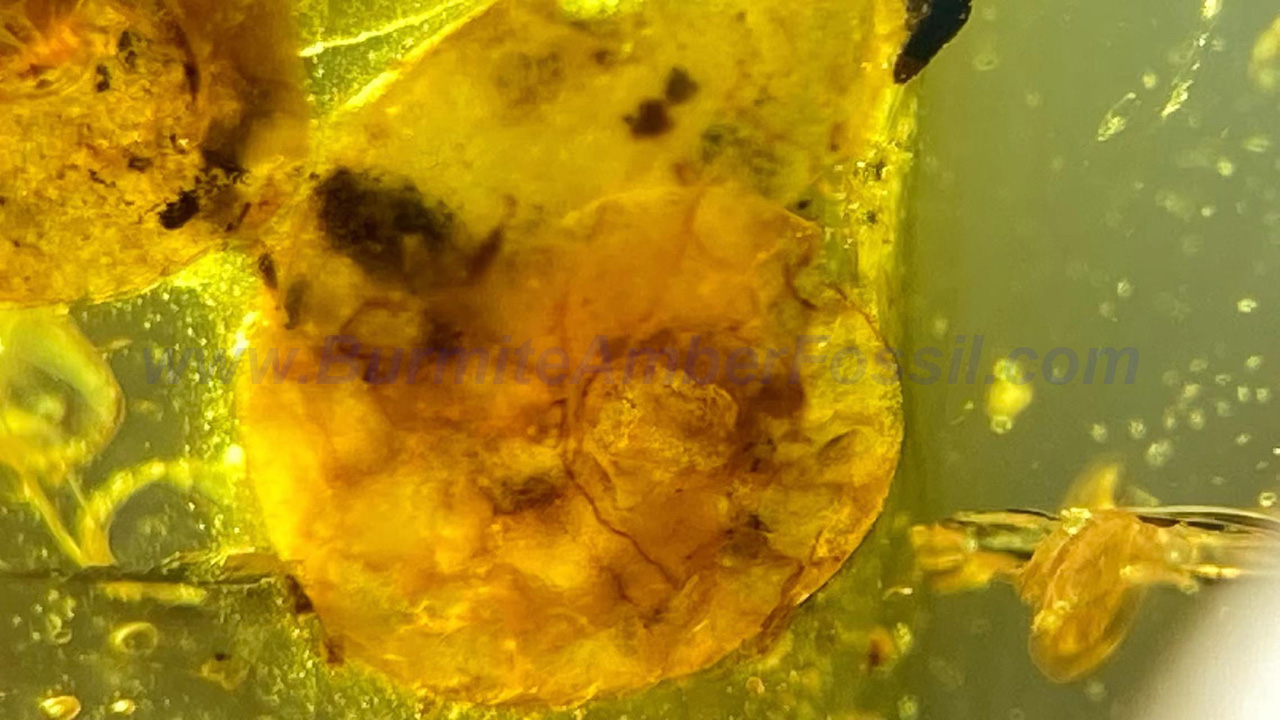 a6_sc