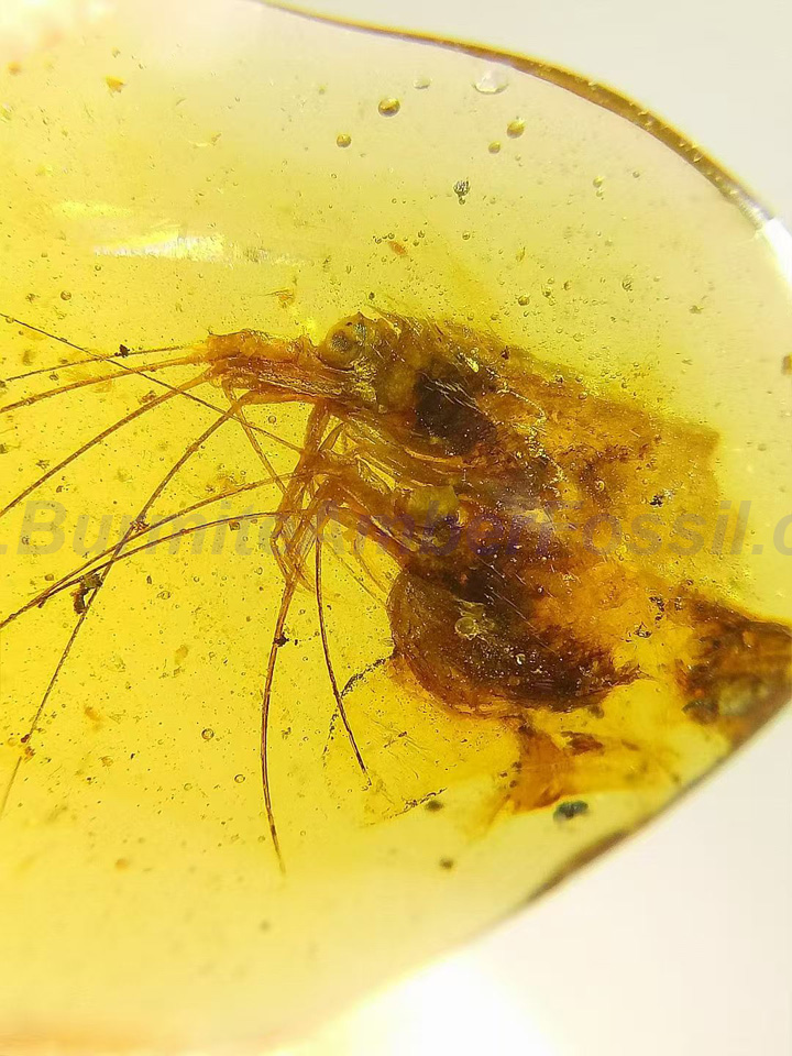 SC2626 Two Shrimp Heads w/ Certificate - Other Arthropoda(其他节肢